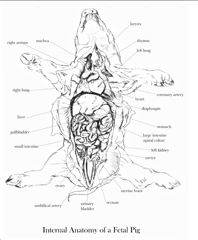 pig dissection diagrams